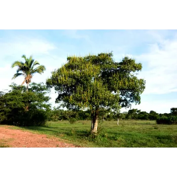 Organic Mahogany Plants